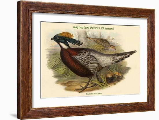 Pucrasia Castanea - Kafiristan Pucras Pheasant-John Gould-Framed Art Print