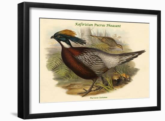 Pucrasia Castanea - Kafiristan Pucras Pheasant-John Gould-Framed Art Print