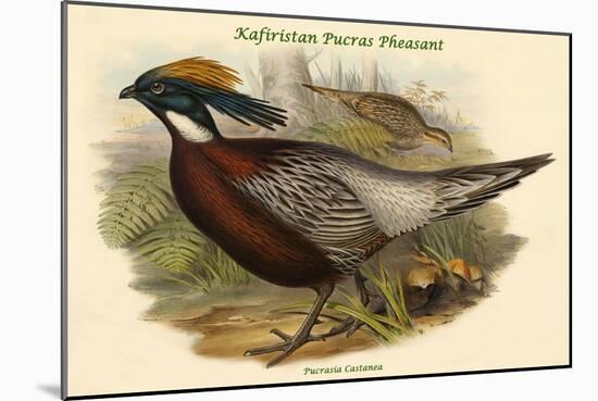 Pucrasia Castanea - Kafiristan Pucras Pheasant-John Gould-Mounted Art Print