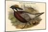 Pucrasia Castanea - Kafiristan Pucras Pheasant-John Gould-Mounted Art Print