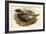 Pucrasia Castanea - Kafiristan Pucras Pheasant-John Gould-Framed Art Print