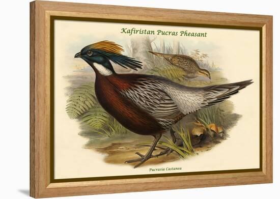 Pucrasia Castanea - Kafiristan Pucras Pheasant-John Gould-Framed Stretched Canvas