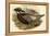 Pucrasia Castanea - Kafiristan Pucras Pheasant-John Gould-Framed Stretched Canvas