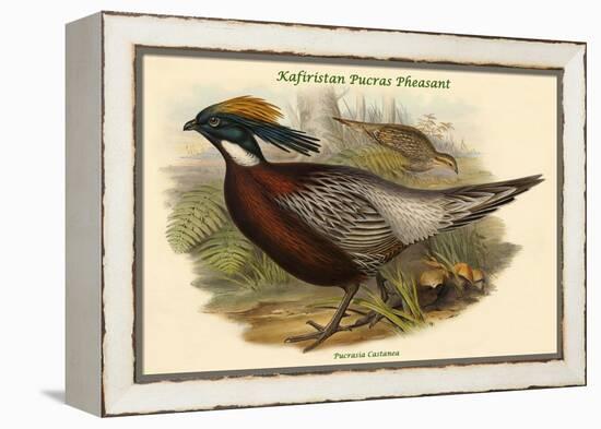 Pucrasia Castanea - Kafiristan Pucras Pheasant-John Gould-Framed Stretched Canvas