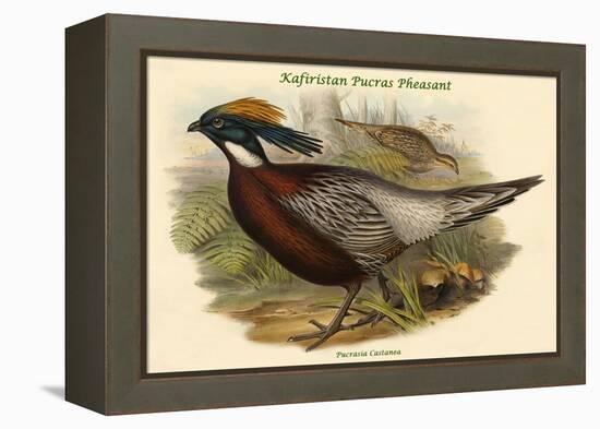 Pucrasia Castanea - Kafiristan Pucras Pheasant-John Gould-Framed Stretched Canvas