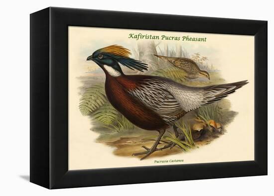 Pucrasia Castanea - Kafiristan Pucras Pheasant-John Gould-Framed Stretched Canvas