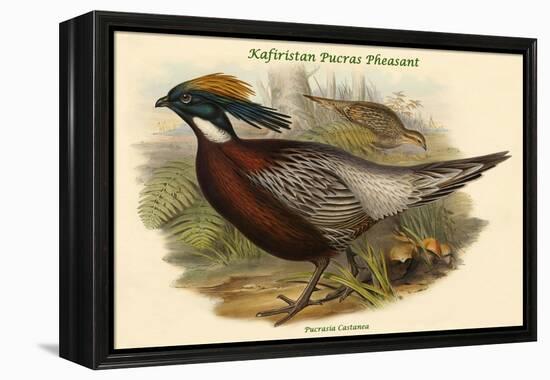 Pucrasia Castanea - Kafiristan Pucras Pheasant-John Gould-Framed Stretched Canvas