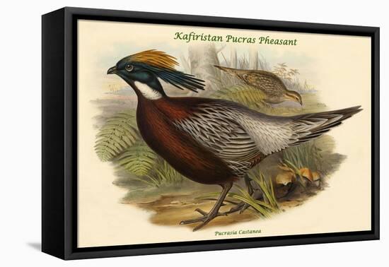 Pucrasia Castanea - Kafiristan Pucras Pheasant-John Gould-Framed Stretched Canvas