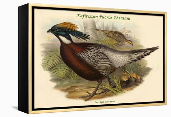 Pucrasia Castanea - Kafiristan Pucras Pheasant-John Gould-Framed Stretched Canvas