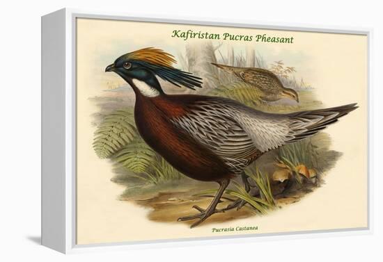 Pucrasia Castanea - Kafiristan Pucras Pheasant-John Gould-Framed Stretched Canvas