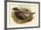 Pucrasia Castanea - Kafiristan Pucras Pheasant-John Gould-Framed Art Print