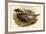 Pucrasia Castanea - Kafiristan Pucras Pheasant-John Gould-Framed Art Print