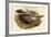 Pucrasia Castanea - Kafiristan Pucras Pheasant-John Gould-Framed Art Print