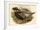 Pucrasia Castanea - Kafiristan Pucras Pheasant-John Gould-Framed Art Print
