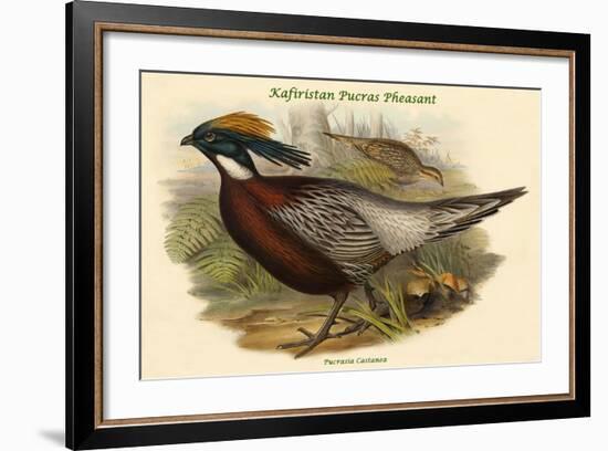 Pucrasia Castanea - Kafiristan Pucras Pheasant-John Gould-Framed Art Print