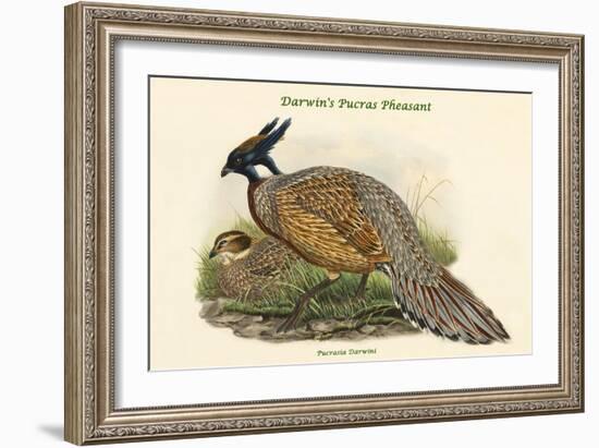 Pucrasia Darwini - Darwin's Pucras Pheasant-John Gould-Framed Art Print