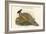 Pucrasia Darwini - Darwin's Pucras Pheasant-John Gould-Framed Art Print