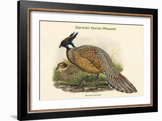 Pucrasia Darwini - Darwin's Pucras Pheasant-John Gould-Framed Art Print