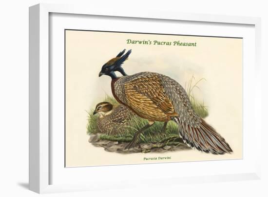 Pucrasia Darwini - Darwin's Pucras Pheasant-John Gould-Framed Art Print