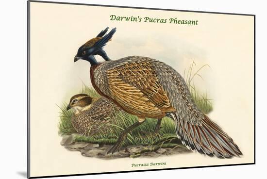Pucrasia Darwini - Darwin's Pucras Pheasant-John Gould-Mounted Art Print