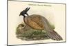 Pucrasia Darwini - Darwin's Pucras Pheasant-John Gould-Mounted Art Print