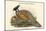 Pucrasia Darwini - Darwin's Pucras Pheasant-John Gould-Mounted Art Print