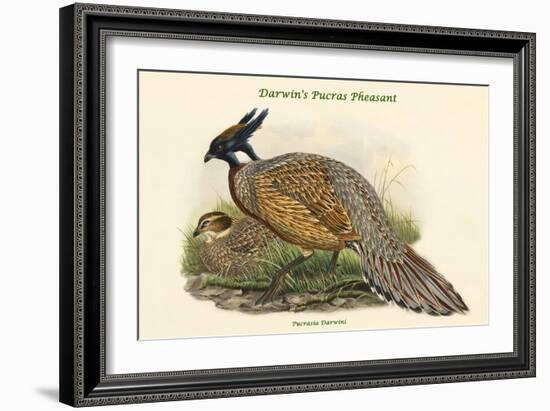 Pucrasia Darwini - Darwin's Pucras Pheasant-John Gould-Framed Art Print