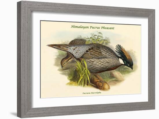 Pucrasia Macrolopha Himalayan Pucras Pheasant-John Gould-Framed Art Print