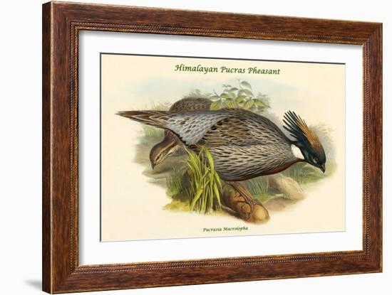 Pucrasia Macrolopha Himalayan Pucras Pheasant-John Gould-Framed Art Print