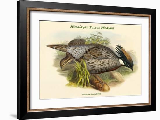 Pucrasia Macrolopha Himalayan Pucras Pheasant-John Gould-Framed Art Print