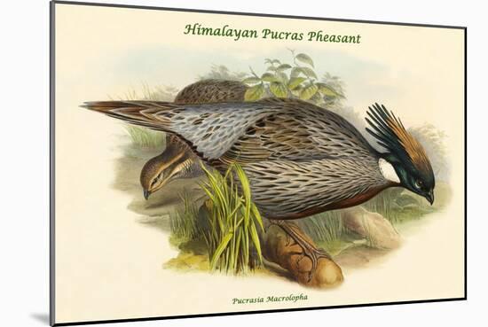 Pucrasia Macrolopha Himalayan Pucras Pheasant-John Gould-Mounted Art Print