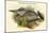 Pucrasia Macrolopha Himalayan Pucras Pheasant-John Gould-Mounted Art Print