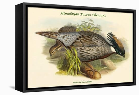 Pucrasia Macrolopha Himalayan Pucras Pheasant-John Gould-Framed Stretched Canvas