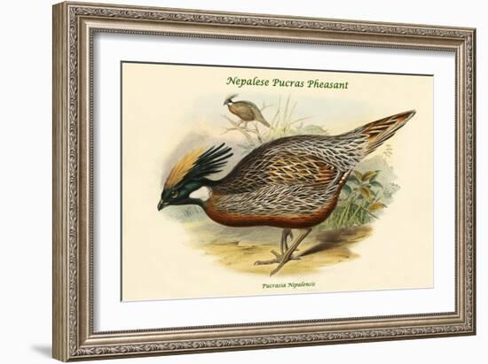 Pucrasia Nipalensis - Nepalese Pucras Pheasant-John Gould-Framed Art Print