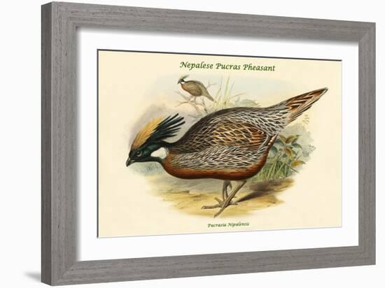 Pucrasia Nipalensis - Nepalese Pucras Pheasant-John Gould-Framed Art Print