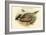 Pucrasia Nipalensis - Nepalese Pucras Pheasant-John Gould-Framed Art Print