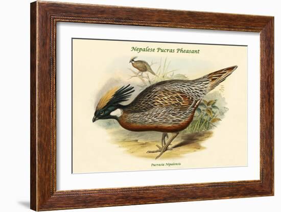 Pucrasia Nipalensis - Nepalese Pucras Pheasant-John Gould-Framed Art Print