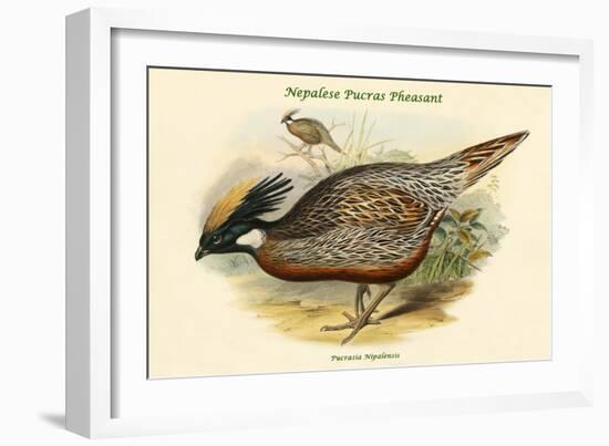 Pucrasia Nipalensis - Nepalese Pucras Pheasant-John Gould-Framed Art Print