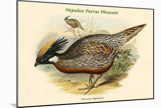 Pucrasia Nipalensis - Nepalese Pucras Pheasant-John Gould-Mounted Art Print