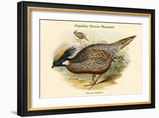 Pucrasia Nipalensis - Nepalese Pucras Pheasant-John Gould-Framed Art Print