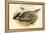 Pucrasia Nipalensis - Nepalese Pucras Pheasant-John Gould-Framed Stretched Canvas