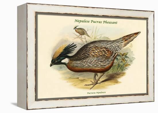 Pucrasia Nipalensis - Nepalese Pucras Pheasant-John Gould-Framed Stretched Canvas