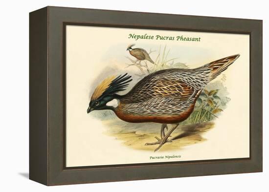 Pucrasia Nipalensis - Nepalese Pucras Pheasant-John Gould-Framed Stretched Canvas