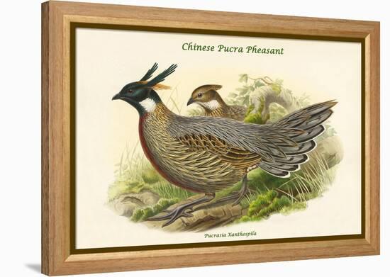 Pucrasia Xanthospila - Chinese Pucra Pheasant-John Gould-Framed Stretched Canvas