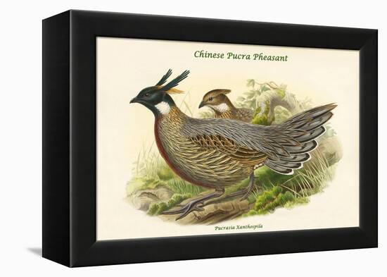 Pucrasia Xanthospila - Chinese Pucra Pheasant-John Gould-Framed Stretched Canvas