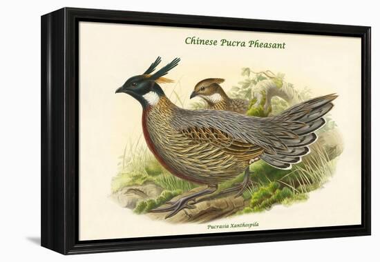 Pucrasia Xanthospila - Chinese Pucra Pheasant-John Gould-Framed Stretched Canvas