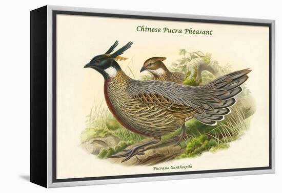 Pucrasia Xanthospila - Chinese Pucra Pheasant-John Gould-Framed Stretched Canvas