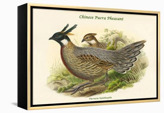 Pucrasia Xanthospila - Chinese Pucra Pheasant-John Gould-Framed Stretched Canvas