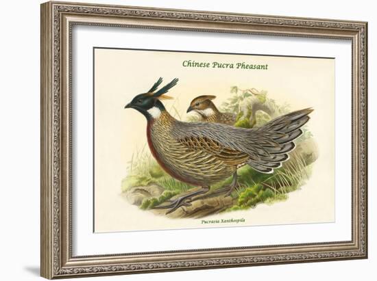 Pucrasia Xanthospila - Chinese Pucra Pheasant-John Gould-Framed Art Print