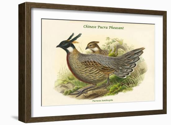 Pucrasia Xanthospila - Chinese Pucra Pheasant-John Gould-Framed Art Print